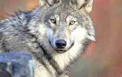 Volunteer Position ~ Harney County Wolf Advisory Committee
