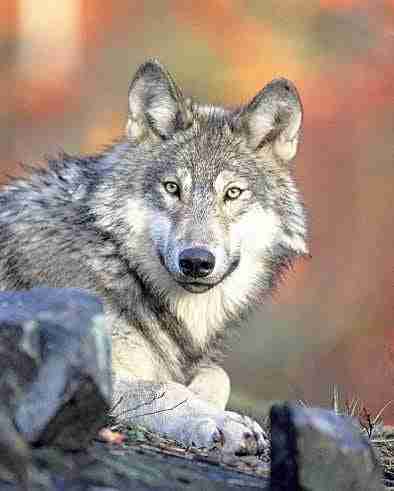 Harney County Wolf Advisory Committee